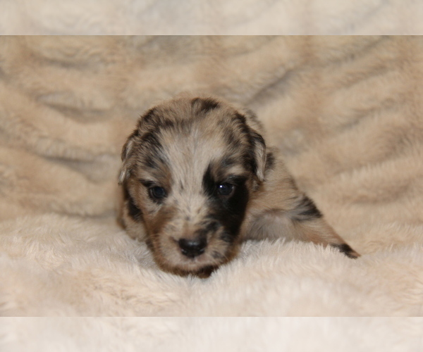 Medium Photo #17 Australian Retriever Puppy For Sale in STEWART, MS, USA