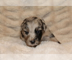 Small #16 Australian Retriever