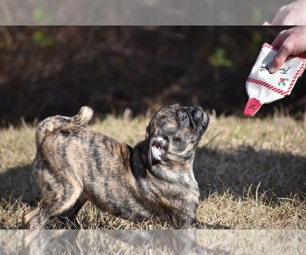 Medium Photo #2 Pug Puppy For Sale in PALM COAST, FL, USA
