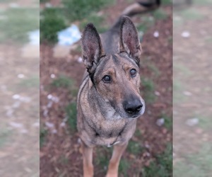 Mutt Dogs for adoption in Sandy, UT, USA