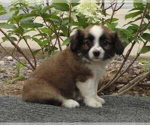 Cava-Corgi Puppy for sale in HONEY BROOK, PA, USA