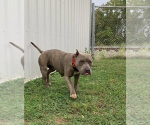 American Pit Bull Terrier-Unknown Mix Dogs for adoption in Evansville, IN, USA