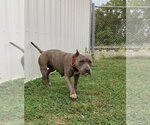 Small Photo #1 American Pit Bull Terrier-Unknown Mix Puppy For Sale in Evansville, IN, USA