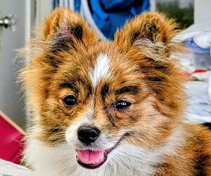 Pomeranian Puppy for sale in BARTOW, FL, USA