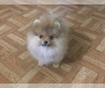 Small Photo #5 Pomeranian Puppy For Sale in PLEASANT HILL, CA, USA