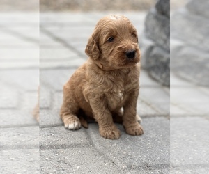 Goldendoodle Puppy for sale in MARYVILLE, MO, USA