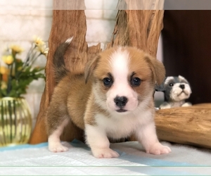 Pembroke Welsh Corgi Puppy for sale in SAN FRANCISCO, CA, USA