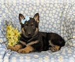 Small Photo #4 German Shepherd Dog Puppy For Sale in NORTH EAST, MD, USA