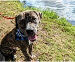 Small #1 American Pit Bull Terrier-Mountain Cur Mix