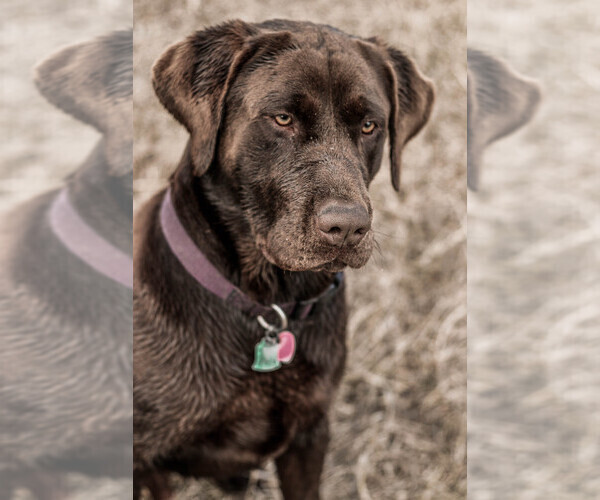 Medium Photo #1 Labrador Retriever Puppy For Sale in SENECA, KS, USA