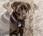 Small Photo #1 Labrador Retriever Puppy For Sale in SENECA, KS, USA