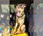 Small #6 German Shepherd Dog