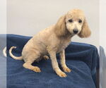 Small #1 Mutt