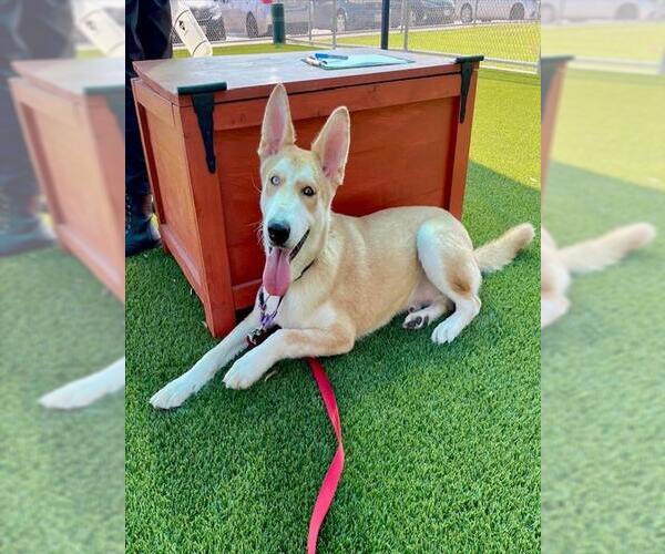 Medium Photo #1 German Shepherd Dog-Huskies  Mix Puppy For Sale in Baytown, TX, USA