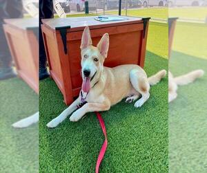 German Shepherd Dog-Huskies Mix Dogs for adoption in Baytown, TX, USA
