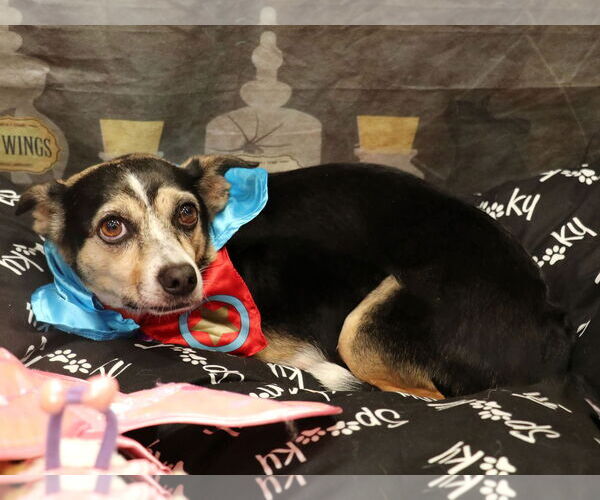 Medium Photo #1 Chihuahua Puppy For Sale in Victorville, CA, USA