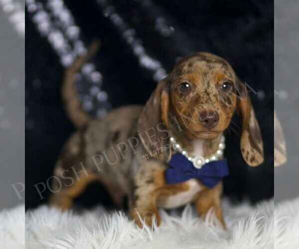 Medium Photo #2 Dachshund Puppy For Sale in WARSAW, IN, USA