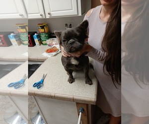 French Bulldog Puppy for sale in TAMPA, FL, USA