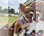 Puppy Marshmallow Shiranian