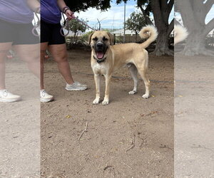 Bruce - Male Mastiff Dog for Adoption - Photo #3