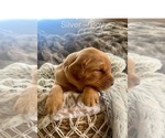 Small Photo #15 Golden Retriever Puppy For Sale in SAINT GEORGE, UT, USA