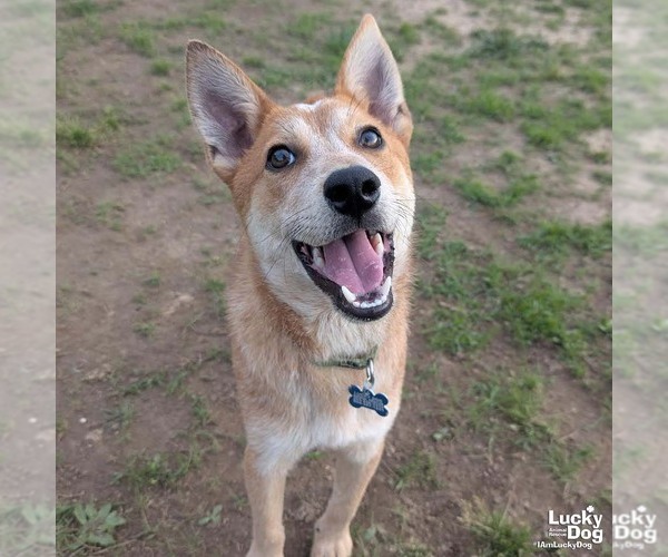 Medium Photo #3 Red Heeler-Unknown Mix Puppy For Sale in Washington, DC, USA
