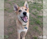 Small #2 Red Heeler Mix