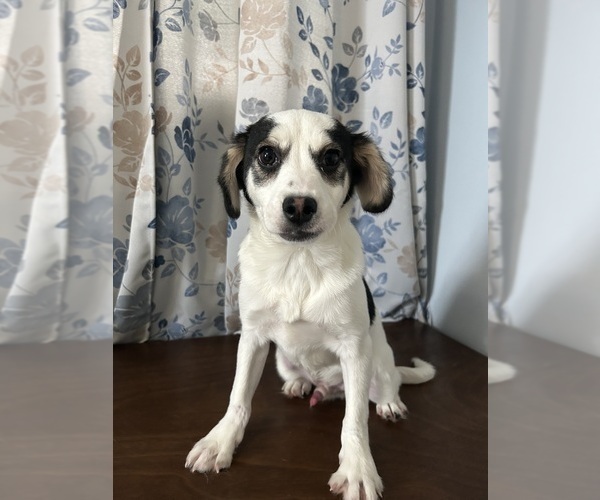 Medium Photo #9 Cockapoo (Miniature) Puppy For Sale in DURHAM, CT, USA