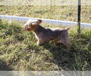 Father of the Yorkshire Terrier puppies born on 11/26/2024