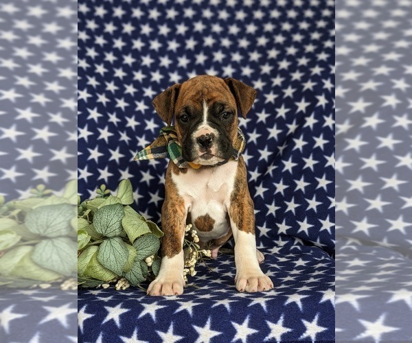 Medium Photo #2 Boxer Puppy For Sale in KIRKWOOD, PA, USA