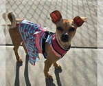 Small Photo #2 Chug Puppy For Sale in Visalia, CA, USA
