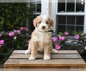 Aussiedoodle Miniature  Puppy for sale in APPLE CREEK, OH, USA