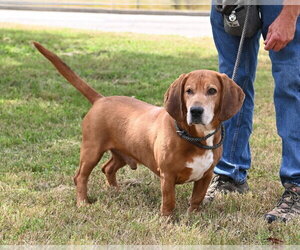DA 8 Copper - Male Bassetdor Dog for Adoption - Photo #3