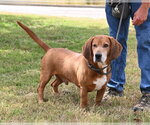 Small Photo #3 Bassetdor Puppy For Sale in Glen Allen, VA, USA