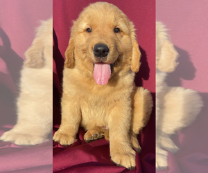 Golden Retriever Puppy for sale in SANTA ANA, CA, USA