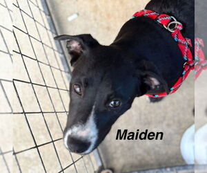 Maiden - Female Mutt Dog for Adoption - Photo #2