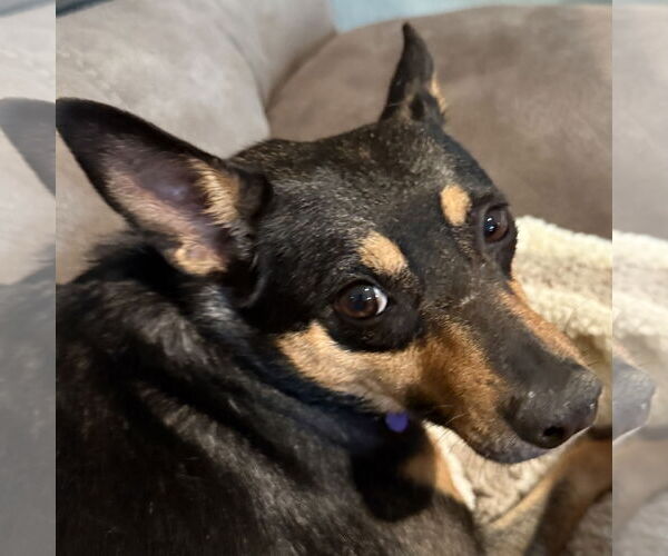 Medium Photo #4 Miniature Pinscher-Unknown Mix Puppy For Sale in Batavia, OH, USA