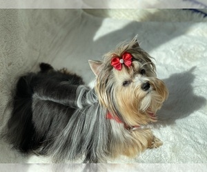 Mother of the Yorkshire Terrier puppies born on 10/06/2021