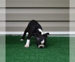 Small #6 Boston Terrier