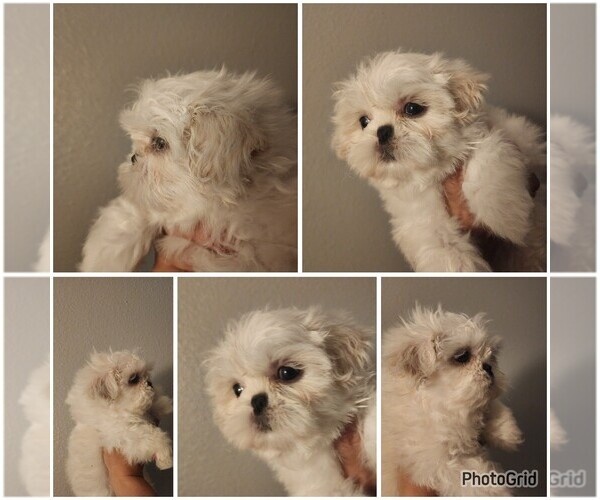 Medium Photo #1 Shih Tzu Puppy For Sale in WESLEY CHAPEL, FL, USA