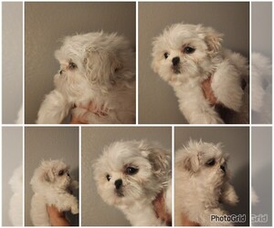 Shih Tzu Puppy for Sale in WESLEY CHAPEL, Florida USA