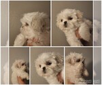 Small Shih Tzu