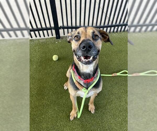 Medium Photo #1 Harrier Puppy For Sale in Waco, TX, USA