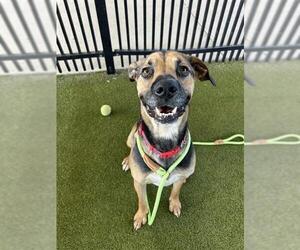 Harrier Dogs for adoption in Waco, TX, USA