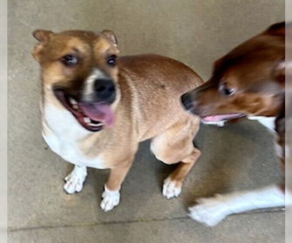 Medium Photo #5 Mutt Puppy For Sale in Pampa, TX, USA
