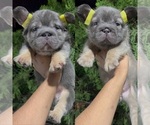 Small Photo #33 French Bulldog Puppy For Sale in CINCINNATI, OH, USA