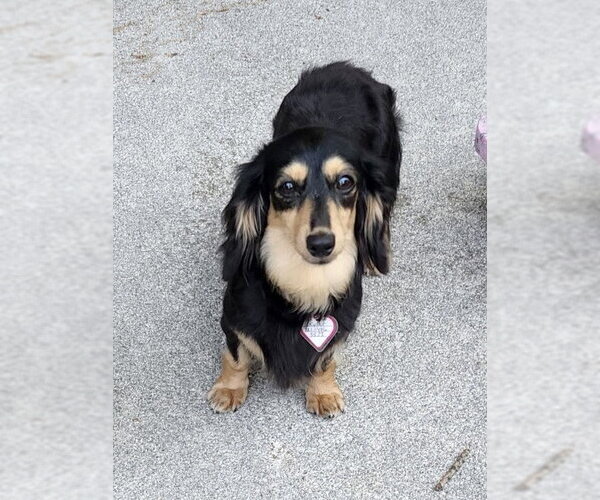 Medium Photo #4 Dachshund Puppy For Sale in Shelbyville, TN, USA