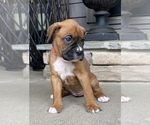 Small Photo #6 Boxer Puppy For Sale in CANTON, GA, USA