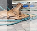 Small #5 Rhodesian Ridgeback