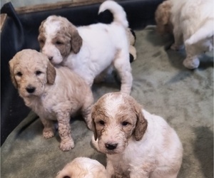Goldendoodle Puppy for Sale in HOUSEVILLE, New York USA